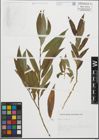 Foto von Salix fragilis L.
